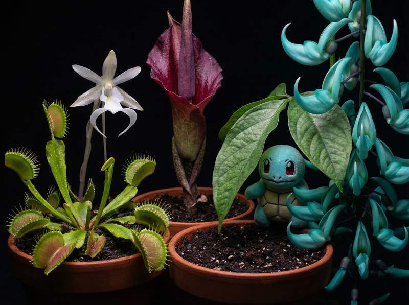 国产植物视频-国产植物视频：全球稀有植物视频大赏